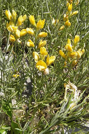 Genista sylvestris \ Wald-Ginster, Kroatien Velebit Oltare 29.6.2010