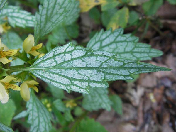 Lamium montanum \ Berg-Goldnessel / Mountain Yellow Archangel, Kroatien/Croatia Velebit 30.6.2010