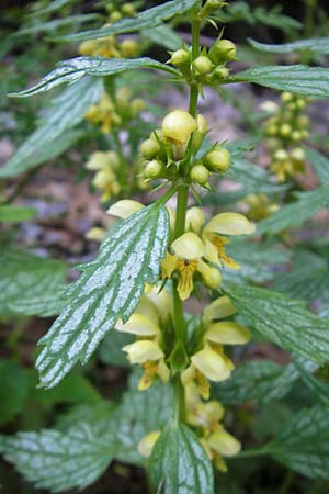 Lamium montanum \ Berg-Goldnessel / Mountain Yellow Archangel, Kroatien/Croatia Velebit 30.6.2010