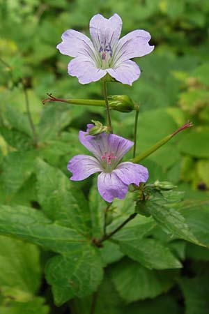 Geranium nodosum \ Knotiger Storchschnabel / Knotted Crane's-Bill, Kroatien/Croatia Velebit 18.8.2016