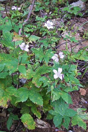 Geranium nodosum \ Knotiger Storchschnabel / Knotted Crane's-Bill, Kroatien/Croatia Velebit 18.8.2016