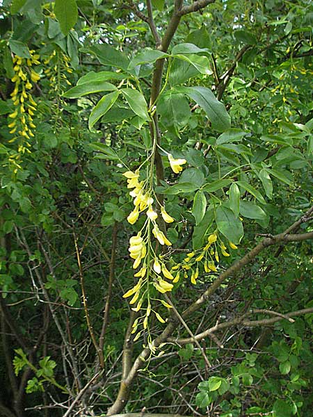 Laburnum alpinum \ Alpen-Goldregen / Alpine Golden Chain, Scottish Golden Chain, Kroatien/Croatia Velebit Oltare 31.5.2006