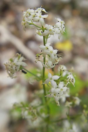 Galium lucidum \ Glanz-Labkraut / Shining Bedstraw, Kroatien/Croatia Učka 28.6.2010