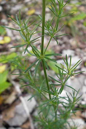 Galium lucidum \ Glanz-Labkraut / Shining Bedstraw, Kroatien/Croatia Učka 28.6.2010