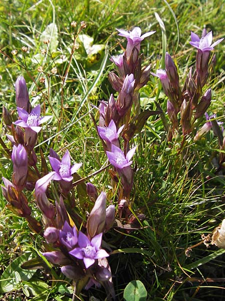 Gentianella austriaca \ sterreichischer Kranzenzian / Austrian Gentian, Kroatien/Croatia Velebit Zavizan 19.8.2016