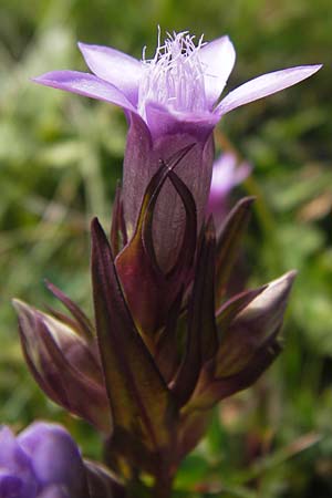 Gentianella austriaca \ sterreichischer Kranzenzian / Austrian Gentian, Kroatien/Croatia Velebit Zavizan 19.8.2016