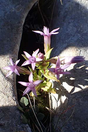 Gentianella anisodonta \ Kelch-Kranzenzian, Ungleichz&auml;hniger Kranzenzian / Dolomitian Gentian, Kroatien/Croatia Risnjak 14.8.2016