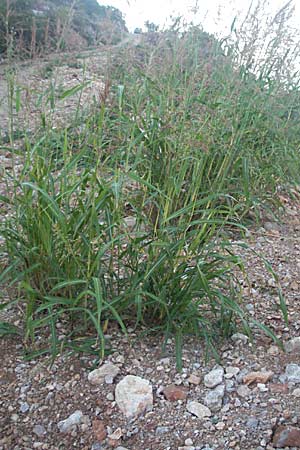 Sorghum halepense \ Aleppo-Mohrenhirse / Johnson Grass, Kroatien/Croatia Senj 16.7.2007