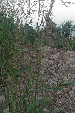 Sorghum halepense \ Aleppo-Mohrenhirse / Johnson Grass, Kroatien/Croatia Senj 16.7.2007