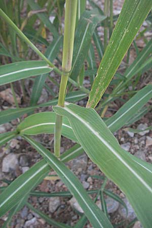 Sorghum halepense \ Aleppo-Mohrenhirse / Johnson Grass, Kroatien/Croatia Senj 16.7.2007