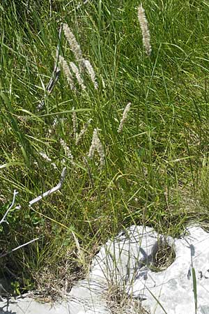 Melica transsilvanica \ Siebenbrgen-Perlgras / Transsilvanian Melick, Kroatien/Croatia Učka 28.6.2010
