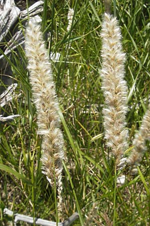 Melica transsilvanica \ Siebenbrgen-Perlgras / Transsilvanian Melick, Kroatien/Croatia Učka 28.6.2010