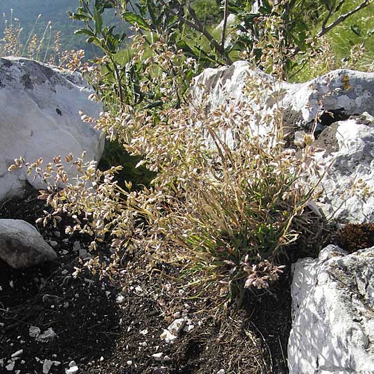 Poa trivialis ? \ Gewhnliches Rispengras / Rough Blue Grass, Kroatien/Croatia Učka 28.6.2010