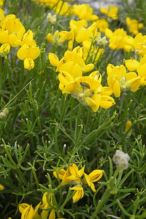 Genista radiata \ Strahlen-Ginster, Kugel-Ginster / Rayed Broom, Southern Greenweed, Kroatien/Croatia Velebit Zavizan 30.6.2010