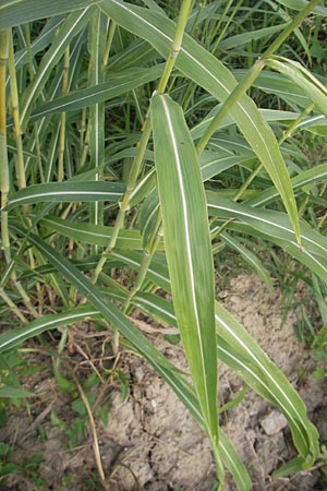 Sorghum halepense \ Aleppo-Mohrenhirse / Johnson Grass, Kroatien/Croatia Medvednica 18.7.2010