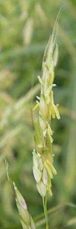 Sorghum halepense \ Aleppo-Mohrenhirse / Johnson Grass, Kroatien/Croatia Medvednica 18.7.2010