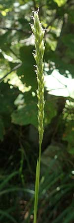 Sesleria autumnalis \ Herbst-Blaugras, Adria-Kopfgras / Autumn Moor Grass, Kroatien/Croatia Učka 12.8.2016