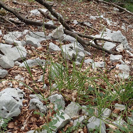 Sesleria autumnalis \ Herbst-Blaugras, Adria-Kopfgras / Autumn Moor Grass, Kroatien/Croatia Učka 12.8.2016