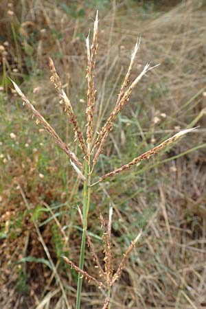 Bothriochloa ischoemum \ Gewhnliches Bartgras / Bluestem, Kroatien/Croatia Istrien/Istria, Labin 17.8.2016