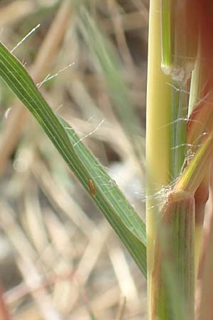 Bothriochloa ischoemum \ Gewhnliches Bartgras / Bluestem, Kroatien/Croatia Istrien/Istria, Labin 17.8.2016