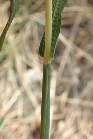 Bothriochloa ischoemum \ Gewhnliches Bartgras / Bluestem, Kroatien/Croatia Istrien/Istria, Labin 17.8.2016