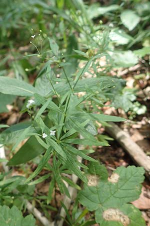 Galium sylvaticum \ Wald-Labkraut / Wood Bedstraw, Kroatien/Croatia Risnjak 14.8.2016