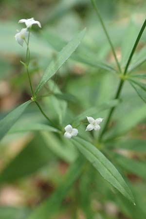 Galium sylvaticum \ Wald-Labkraut / Wood Bedstraw, Kroatien/Croatia Risnjak 14.8.2016
