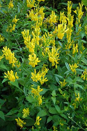 Genista tinctoria \ Frber-Ginster / Dyer's Greenweed, Kroatien/Croatia Medvednica 1.7.2010