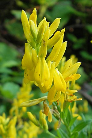 Genista tinctoria \ Frber-Ginster / Dyer's Greenweed, Kroatien/Croatia Medvednica 1.7.2010