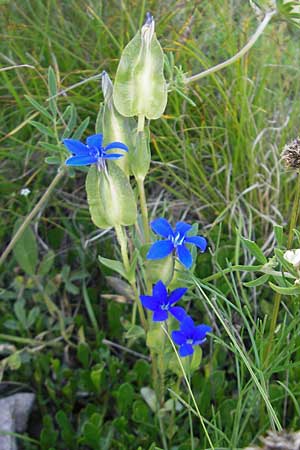 Gentiana utriculosa \ Schlauch-Enzian / Bladder Gentian, Kroatien/Croatia Velebit Oltare 29.6.2010