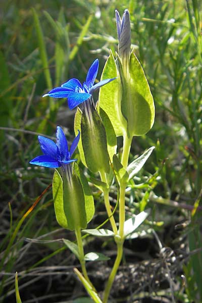 Gentiana utriculosa \ Schlauch-Enzian / Bladder Gentian, Kroatien/Croatia Velebit Oltare 29.6.2010