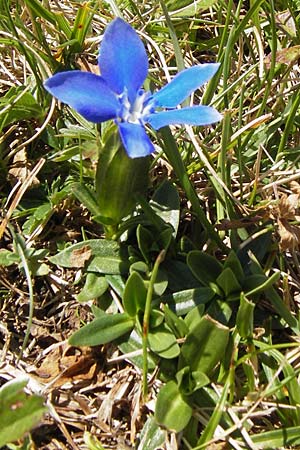 Gentiana verna \ Frhlings-Enzian / Spring Gentian, Kroatien/Croatia Velebit Zavizan 19.8.2016
