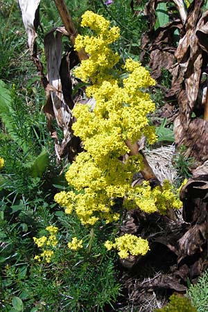 Galium verum \ Echtes Labkraut / Lady's Bedstraw, Kroatien/Croatia Velebit Zavizan 19.8.2016