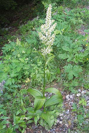 Veratrum album subsp. album \ Weier Germer / White False Hellebore, Kroatien/Croatia Velebit 30.6.2010