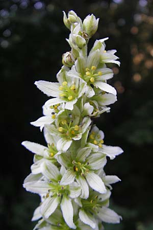 Veratrum album subsp. album \ Weier Germer / White False Hellebore, Kroatien/Croatia Velebit 30.6.2010