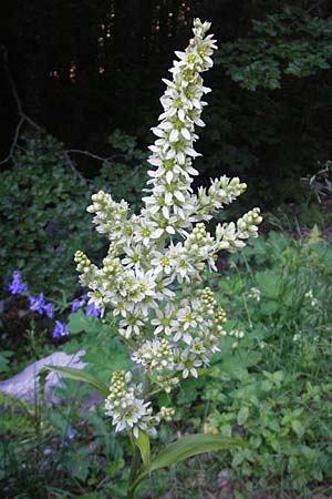 Veratrum album subsp. album \ Weier Germer / White False Hellebore, Kroatien/Croatia Velebit 30.6.2010