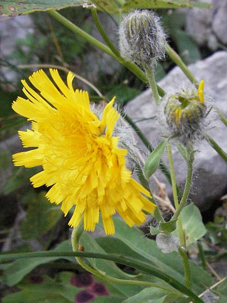 Hieracium scorzonerifolium \ Schwarzwurzelbl�ttriges Habichtskraut / Scorzonera-Leaved Hawkweed, Kroatien/Croatia Velebit Zavizan 17.7.2007