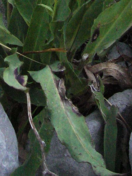 Hieracium scorzonerifolium \ Schwarzwurzelbl�ttriges Habichtskraut / Scorzonera-Leaved Hawkweed, Kroatien/Croatia Velebit Zavizan 17.7.2007