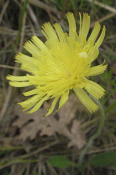 Hieracium pilosella \ Mausohr-Habichtskraut, Kleines Habichtskraut / Mouse-Ear Hawkweed, Kroatien/Croatia Istrien/Istria, Gračišće 27.5.2006