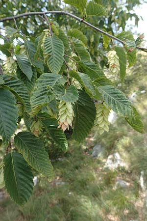 Ostrya carpinifolia \ Hopfen-Buche / Hop Hornbeam, Kroatien/Croatia Učka 12.8.2016