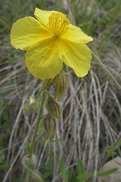 Helianthemum nummularium subsp. grandiflorum \ Grobltiges Sonnenrschen / Large-Flowered Rock-Rose, Kroatien/Croatia Istrien/Istria, Gračišće 27.5.2006