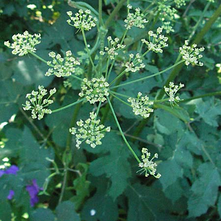 Heracleum sphondylium \ Wiesen-Brenklau / Hogweed, Kroatien/Croatia Velebit 16.7.2007