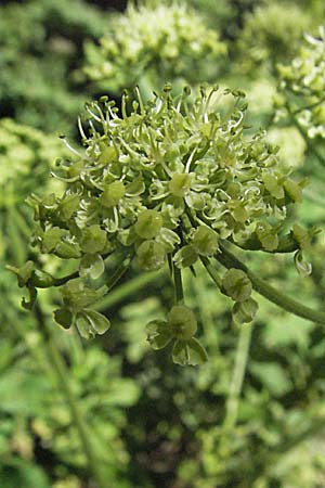 Heracleum sphondylium \ Wiesen-Brenklau / Hogweed, Kroatien/Croatia Velebit 16.7.2007