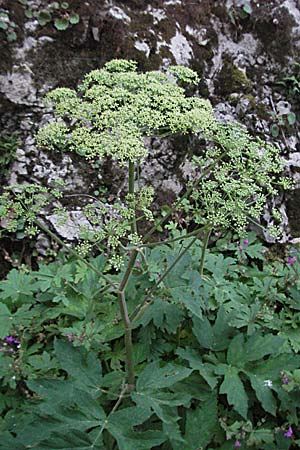 Heracleum sphondylium \ Wiesen-Brenklau / Hogweed, Kroatien/Croatia Velebit 17.7.2007
