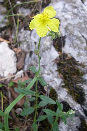 Helianthemum nummularium ? \ Kleinblttriges Sonnenrschen / Common Rock-Rose, Kroatien/Croatia Plitvička 1.6.2008