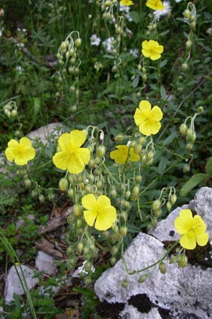 Helianthemum nummularium ? \ Kleinblttriges Sonnenrschen / Common Rock-Rose, Kroatien/Croatia Plitvička 1.6.2008