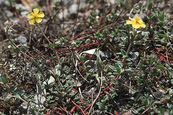 Helianthemum canum \ Graues Sonnenrschen / Hoary Rock-Rose, Kroatien/Croatia Pelješac, Pijavicino 4.4.2006