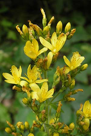 Hypericum hirsutum \ Behaartes Johanniskraut / Hairy St. John's-Wort, Kroatien/Croatia Učka 18.7.2010