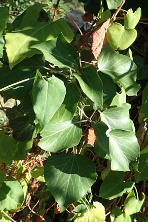Hedera hibernica \ Irische Efeu, Gro&szlig;bl&auml;ttrige Efeu / Irish Ivy, Atlantic Ivy, Kroatien/Croatia Istrien/Istria, Ičići 15.8.2016
