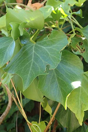 Hedera hibernica \ Irische Efeu, Gro&szlig;bl&auml;ttrige Efeu / Irish Ivy, Atlantic Ivy, Kroatien/Croatia Istrien/Istria, Ičići 15.8.2016